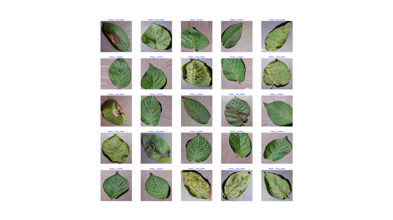 Dataset de clasificación — hojas de papa etiquetadas por condición